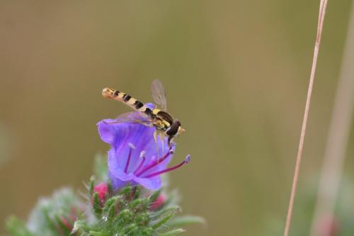 Réf. 197 846 : Sphaerophoria scripta